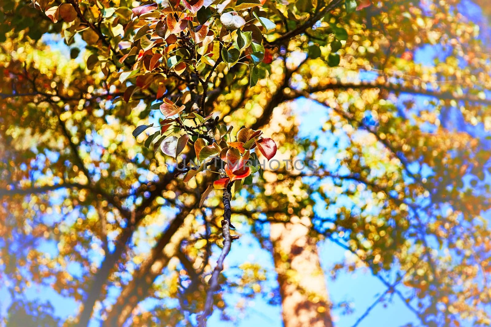 Autumn bright orange pear leaves close up in sunny day and blue sky by jovani68