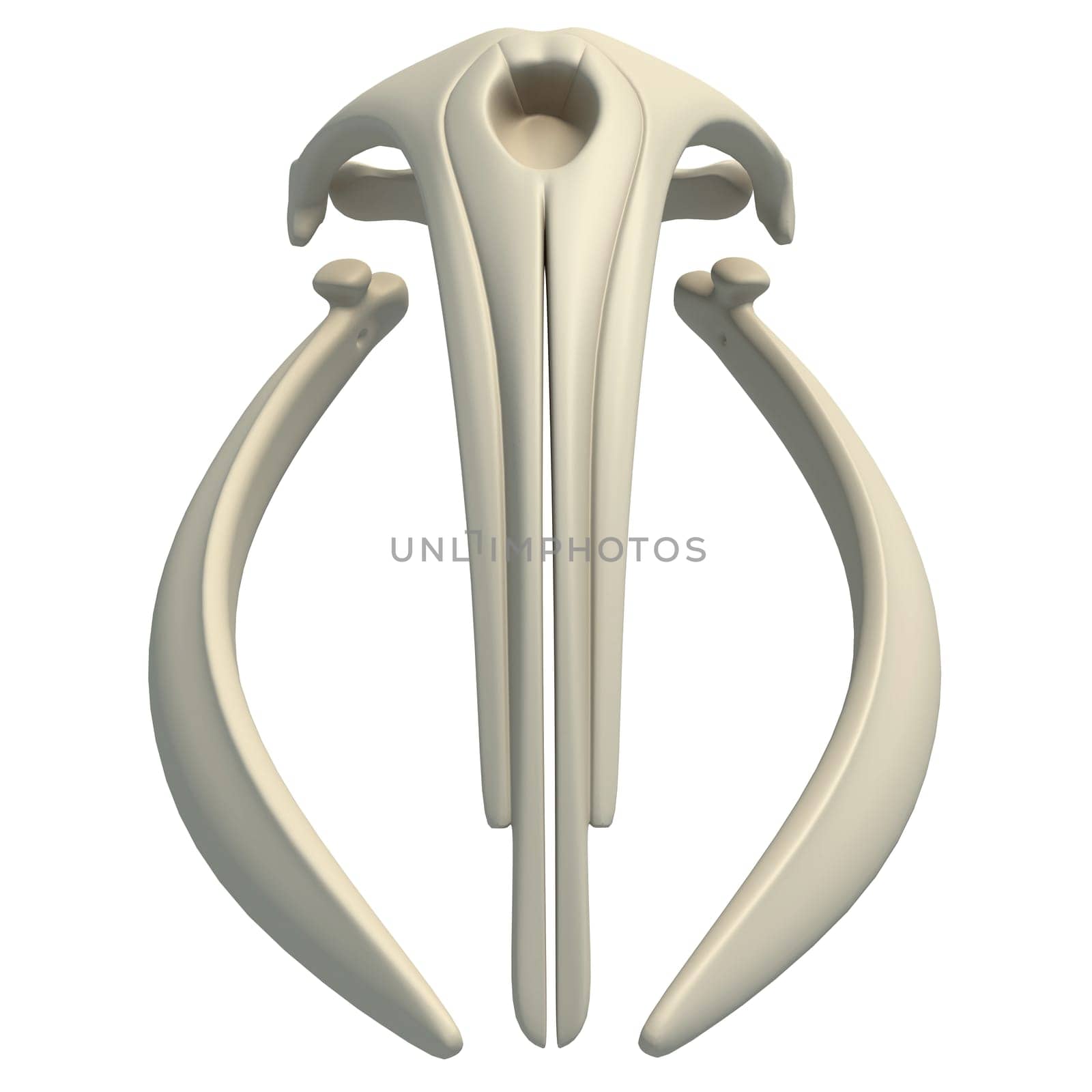 Right Whale Skull animal anatomy 3D rendering on white background by 3DHorse