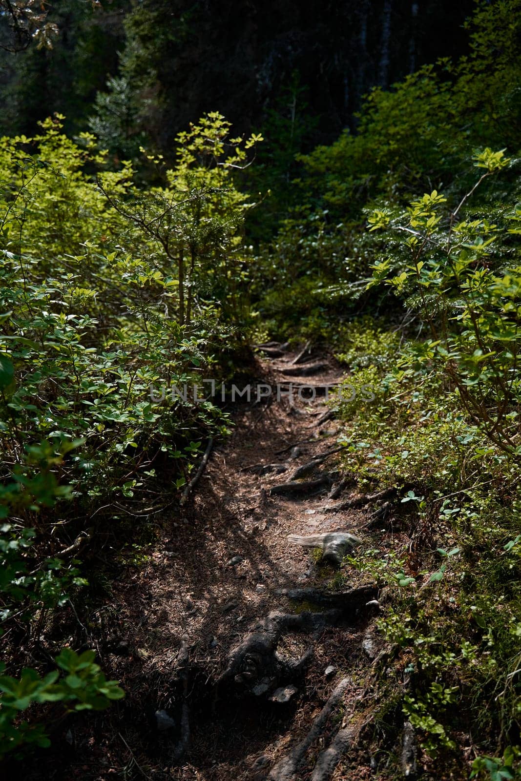 A wild path with tree roots in a lush forest on a sunny summer day. by Try_my_best