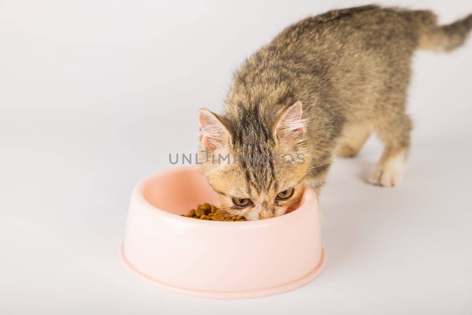In an isolated setting a cute tabby kitten is sitting next to a food bowl eating its meal on the kitchen floor. The cat's fluffy tail and small tongue add to the endearing portrait.
