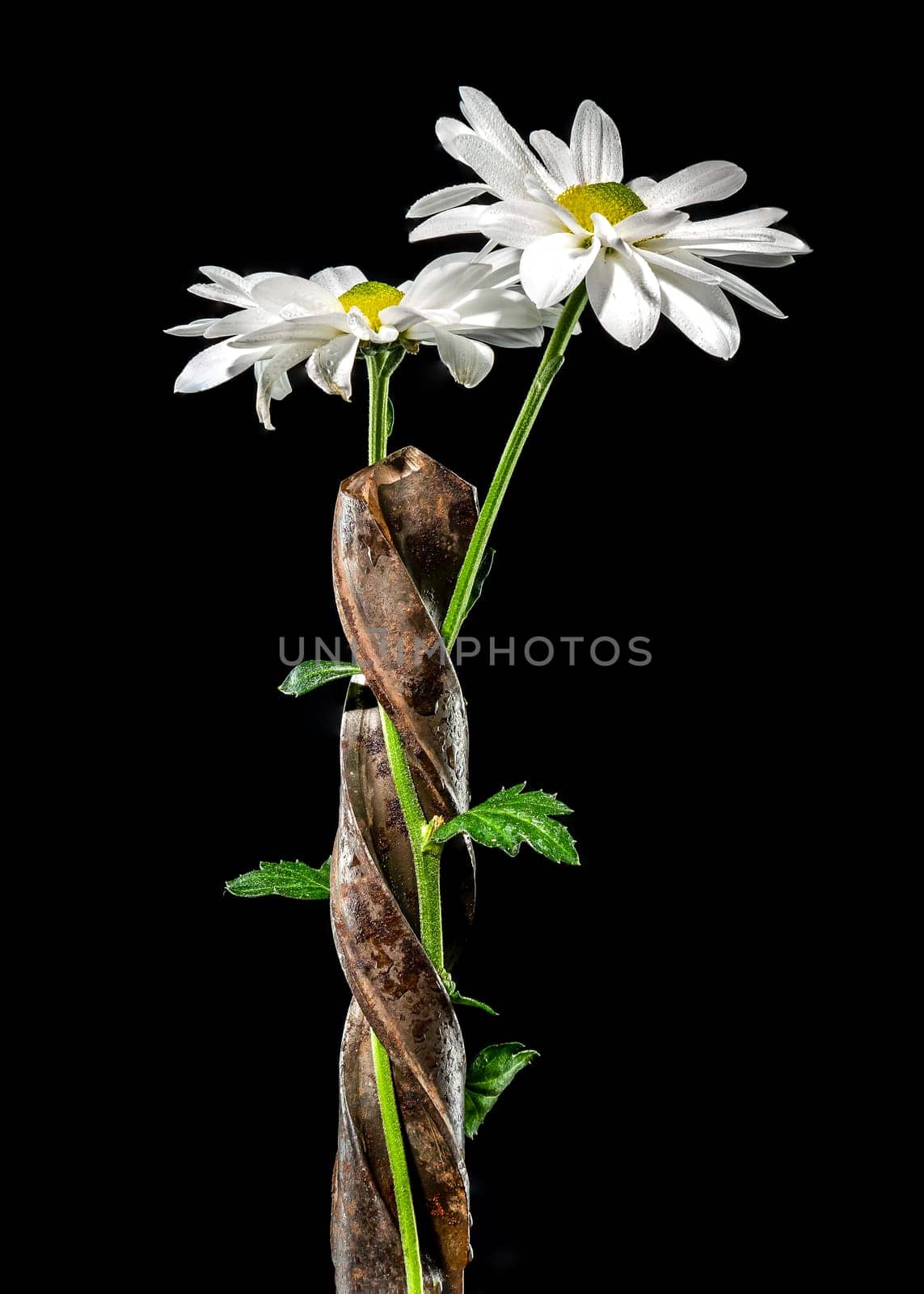 Creative still life with old rusty drill bit and white chamomile on a black background