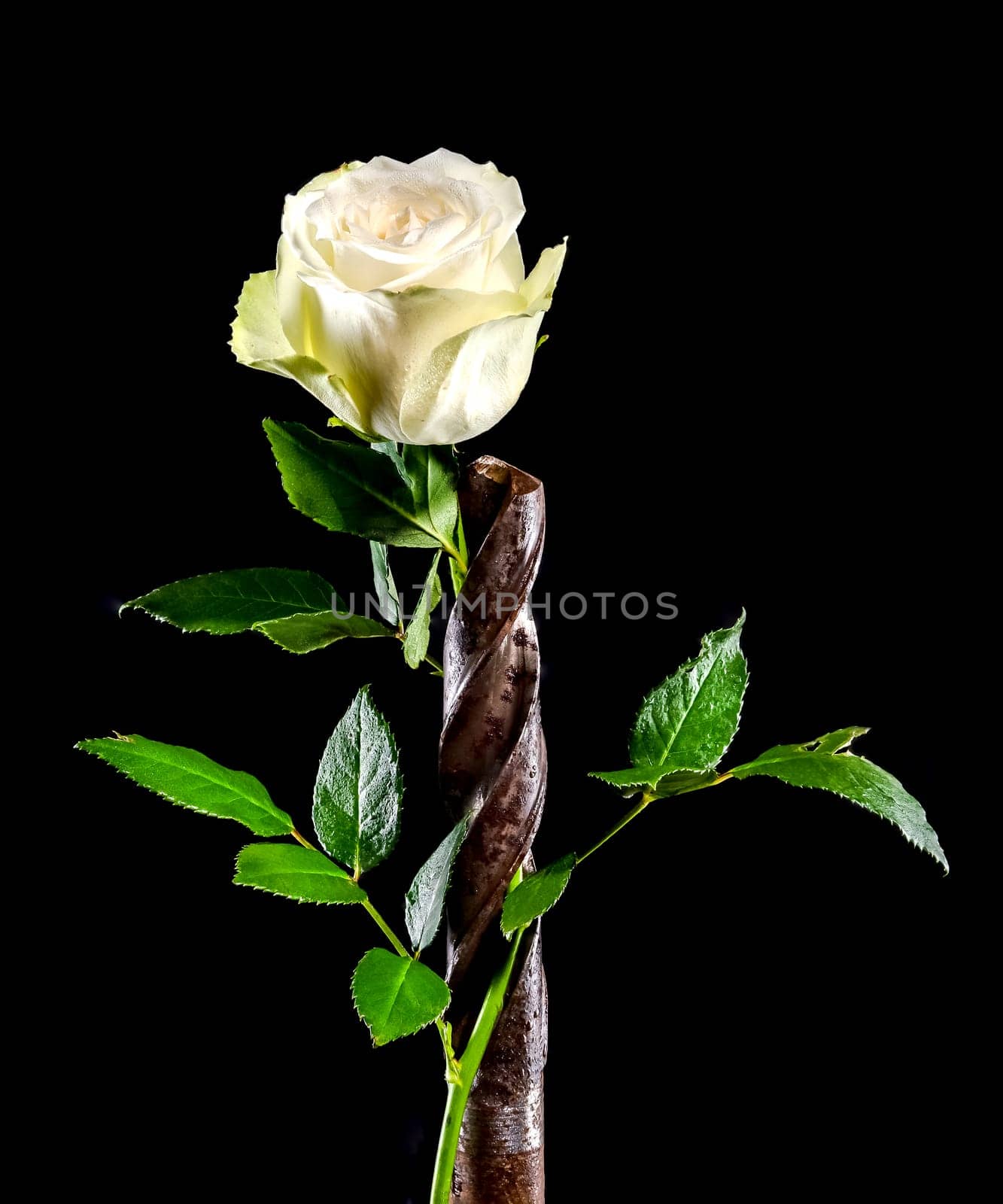 Creative still life with old rusty drill bit and white rose on a black background