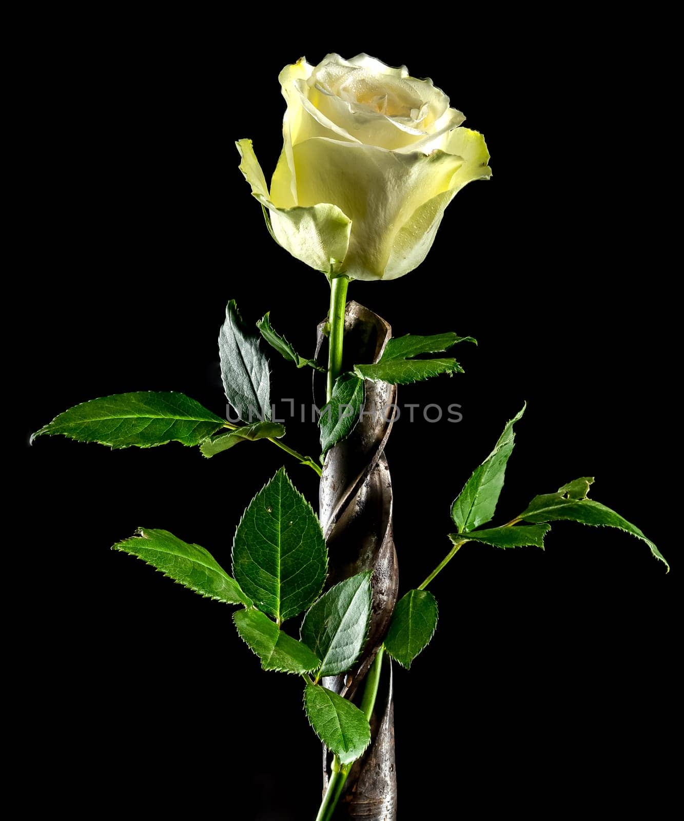 Creative still life with old rusty drill bit and white rose on a black background