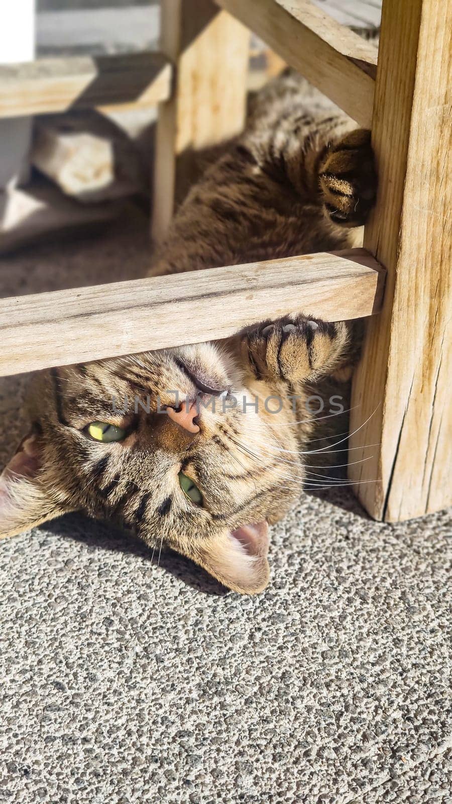 Funny brown tabby cat with yellow eyes, lying in funny pose and looking at camera, vertical frame, copy space by Laguna781