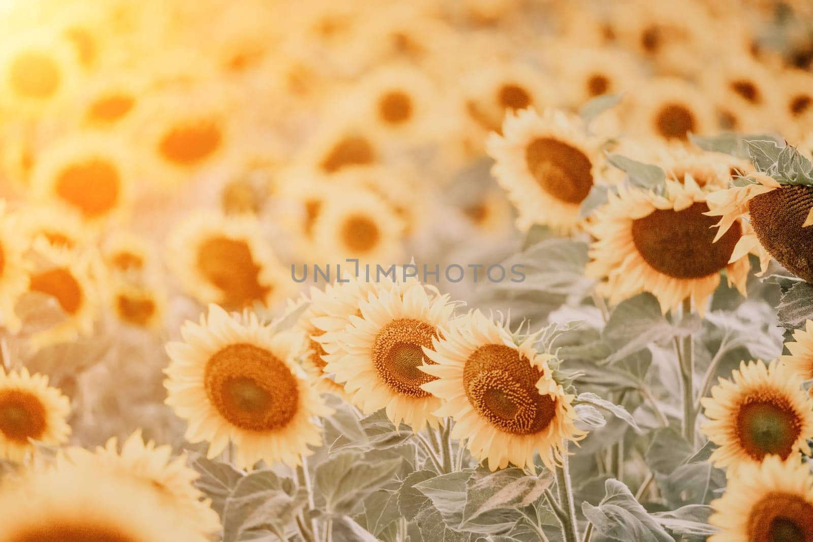 Bright Sunflower Flower: Close-up of a sunflower in full bloom, creating a natural abstract background. Summer time. Field of sunflowers in the warm light of the setting sun. Helianthus annuus. by panophotograph