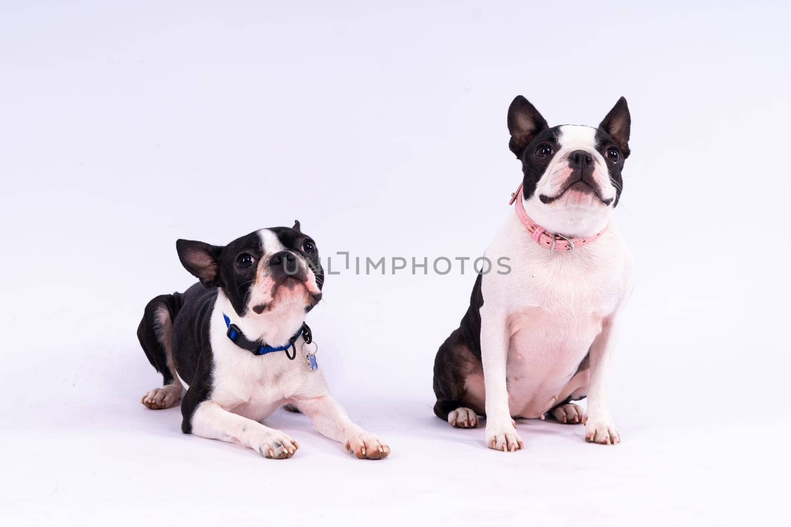 Two boston terrier dog posing in studio, white and dark background by Zelenin