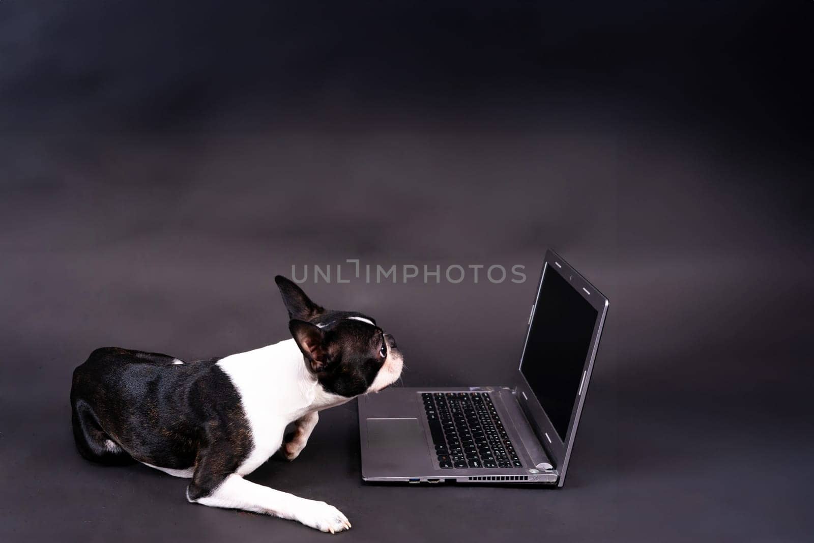 Funny little dog lying in front of laptop and looking with interest at screen in studio by Zelenin