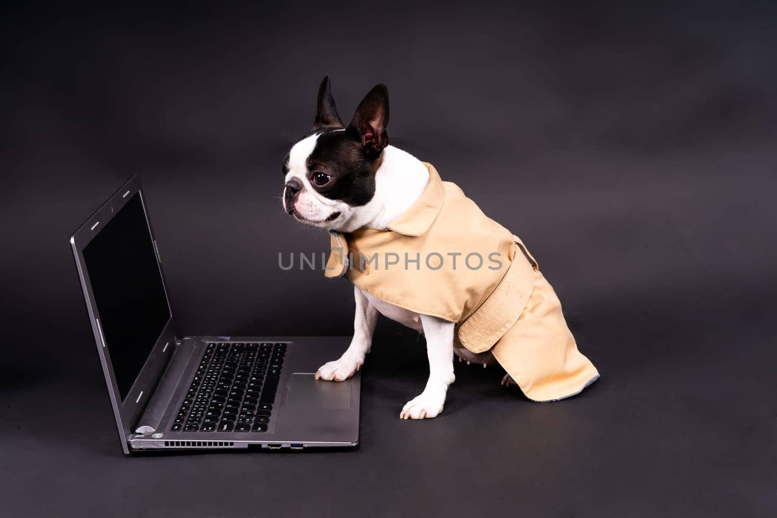 Funny little dog lying in front of laptop and looking with interest at screen in a studio