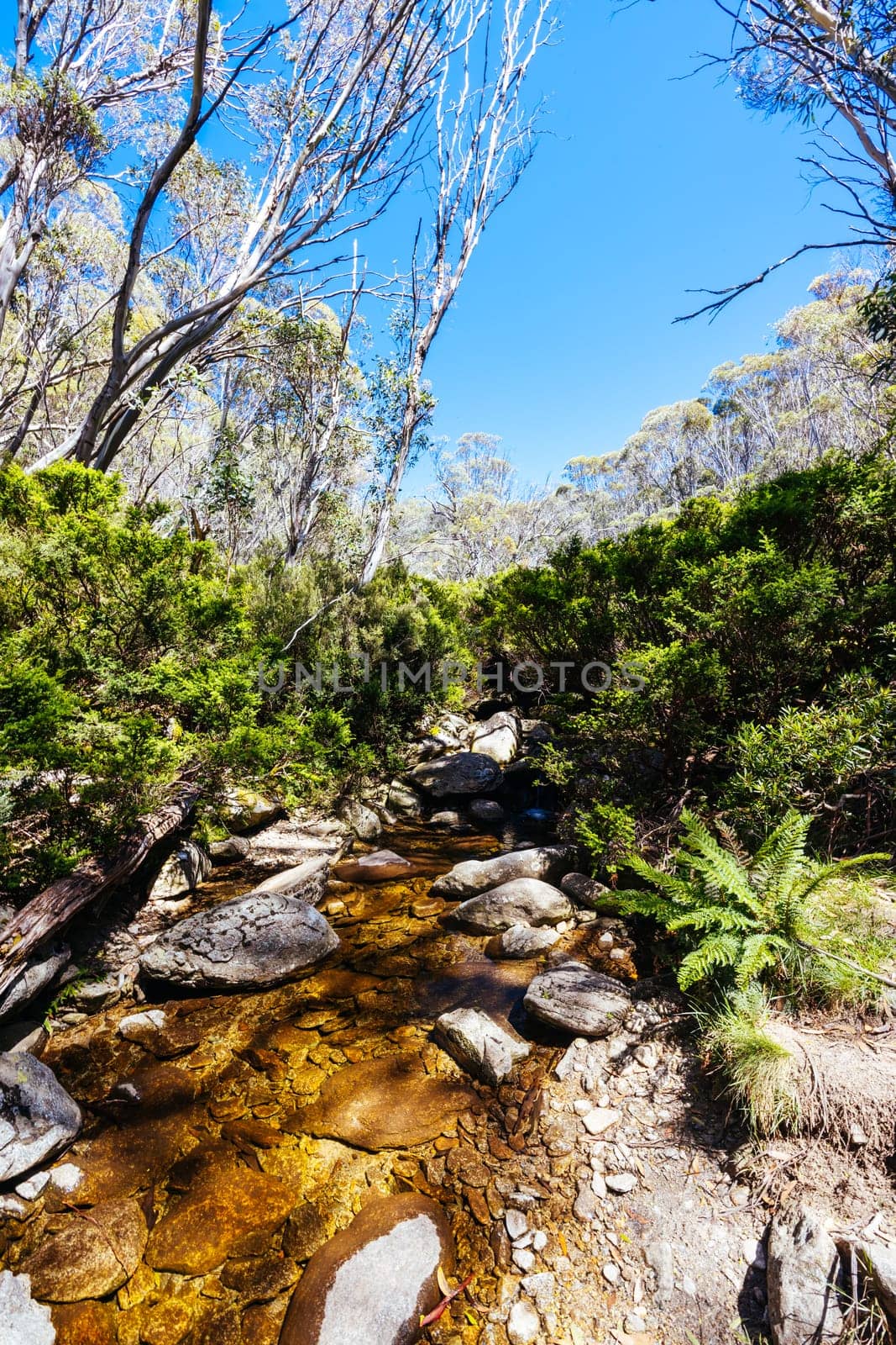 River near the historic Horse Camp Hut in Kosciuszko National Park near Schlink Pass on a clear summer's day, in the Snowy Mountains, New South Wales, Australia