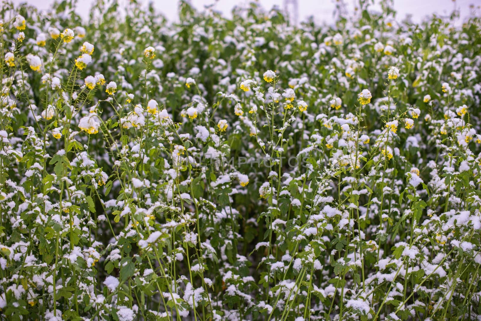 Frost-Kissed Gold: A Picturesque Snow-Blanketed Rapeseed Field in the Tranquil Countryside. Winter's Whispers: Snow-Blanketed Rapeseed Field in Rural Landscape by Andrii_Ko