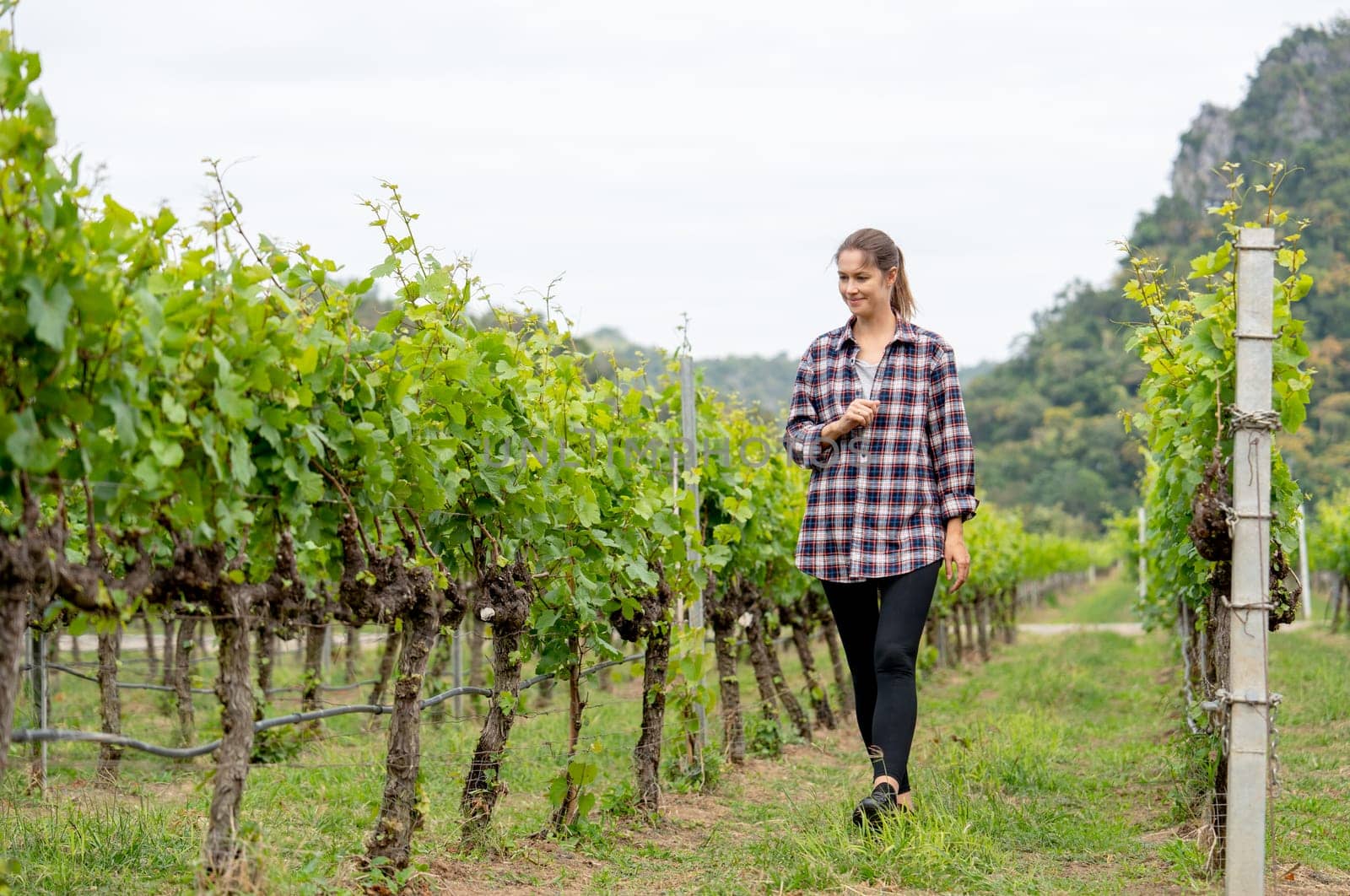 Wide shot of beautiful woman as gardener or farmer of grape yard walk and check the quality in the field with day light and she look happy.