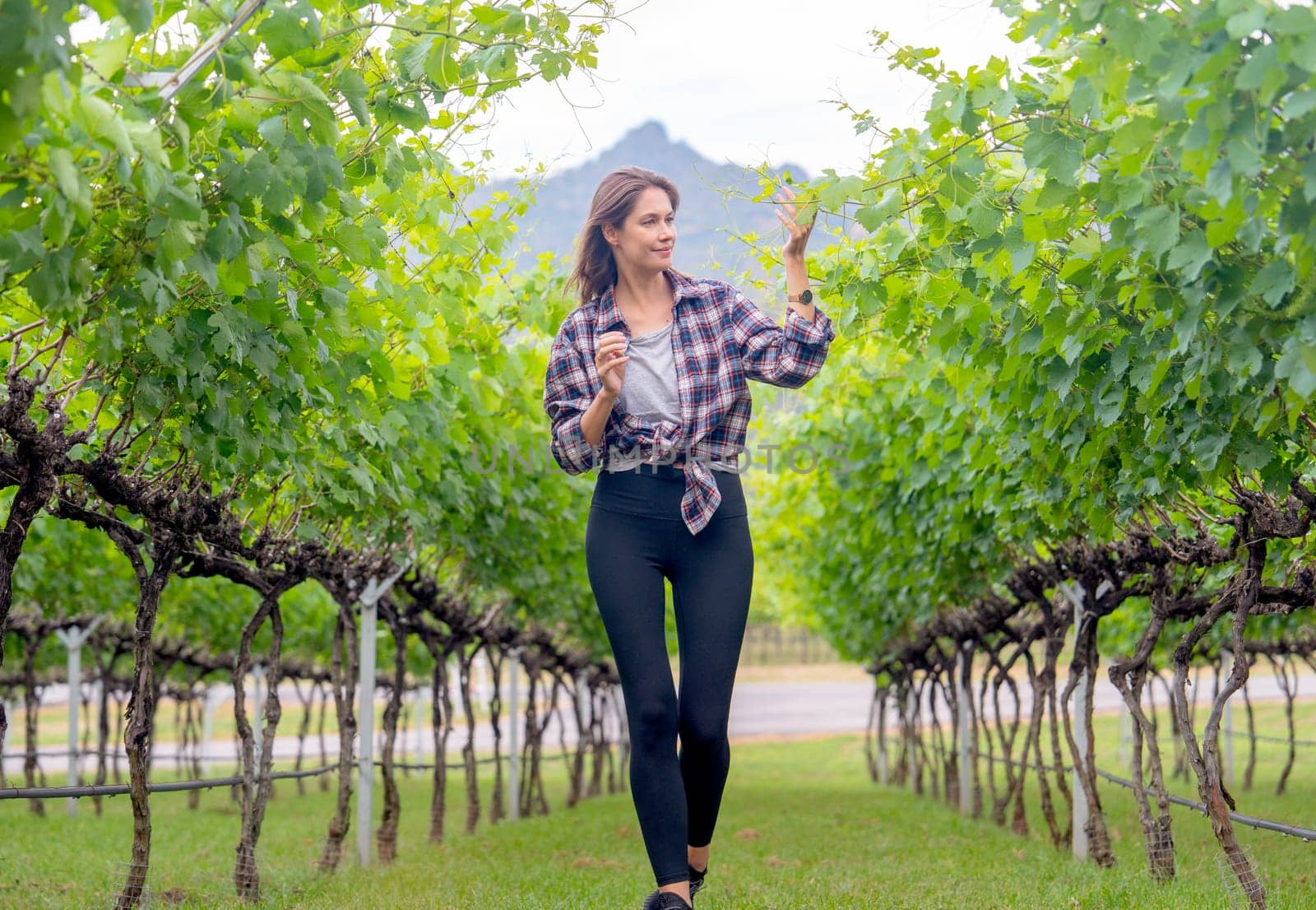 Winery worker or farmer woman stand between the roll of yard check grape vine with day light and she look happy during working.