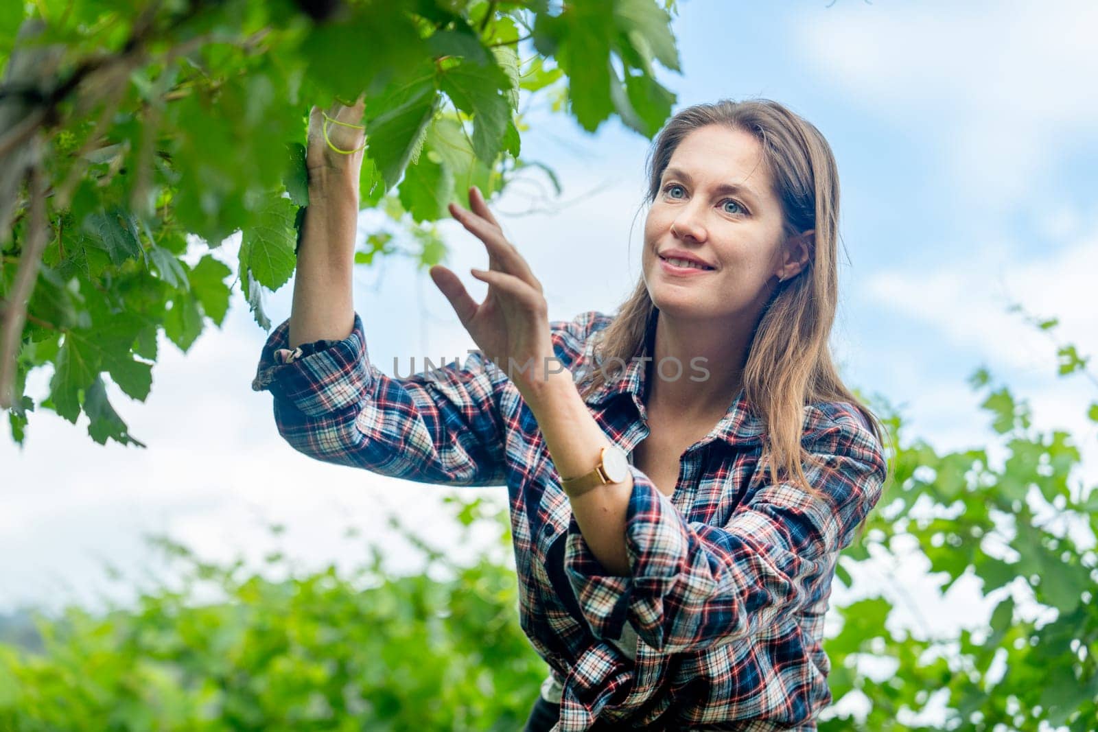 Lower view of winery worker or farmer woman stand to check grape vine in the yard or field with day light and she look happy during working.