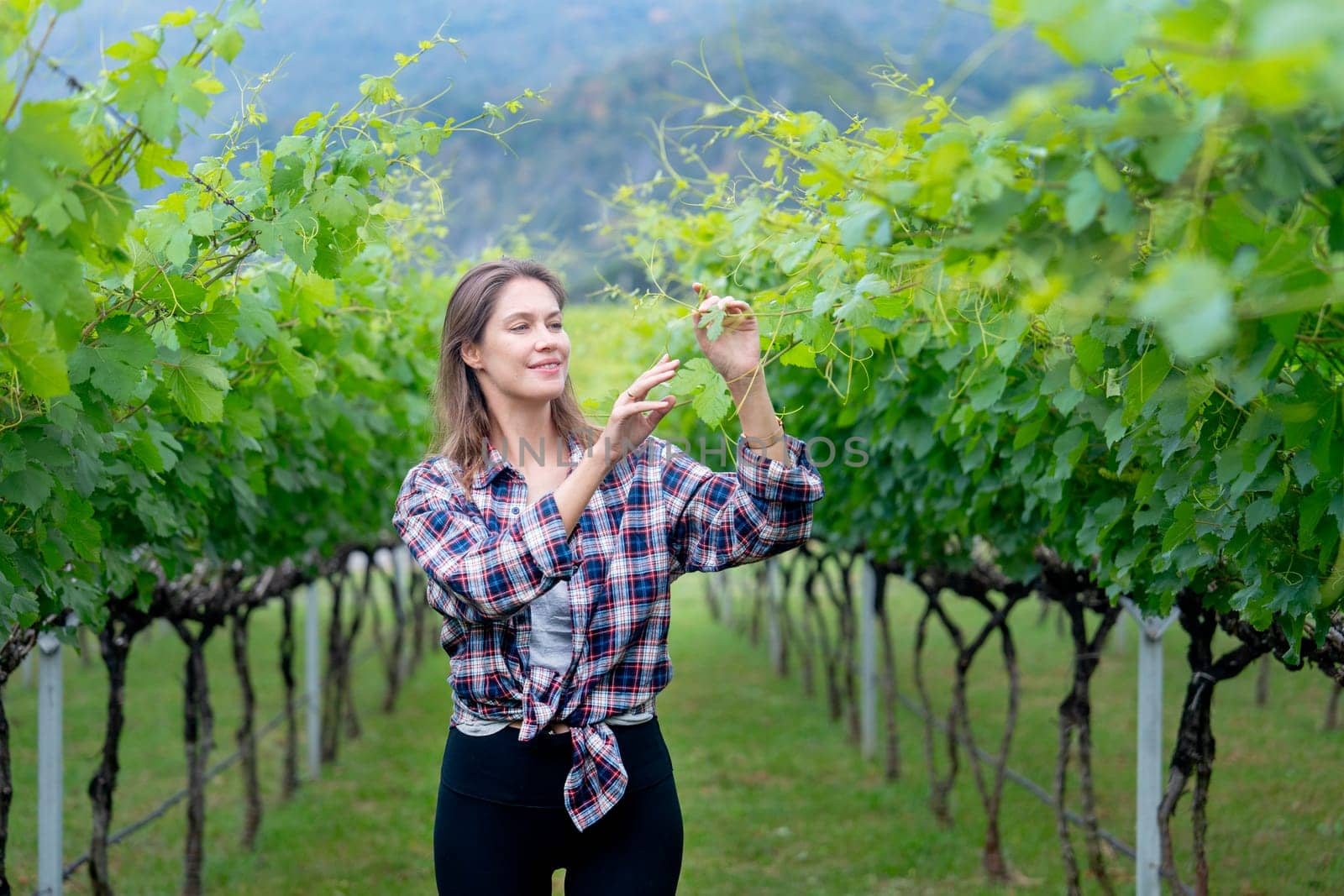 Winery worker or farmer woman stand between the roll of yard check grape vine with day light and she look happy during working.