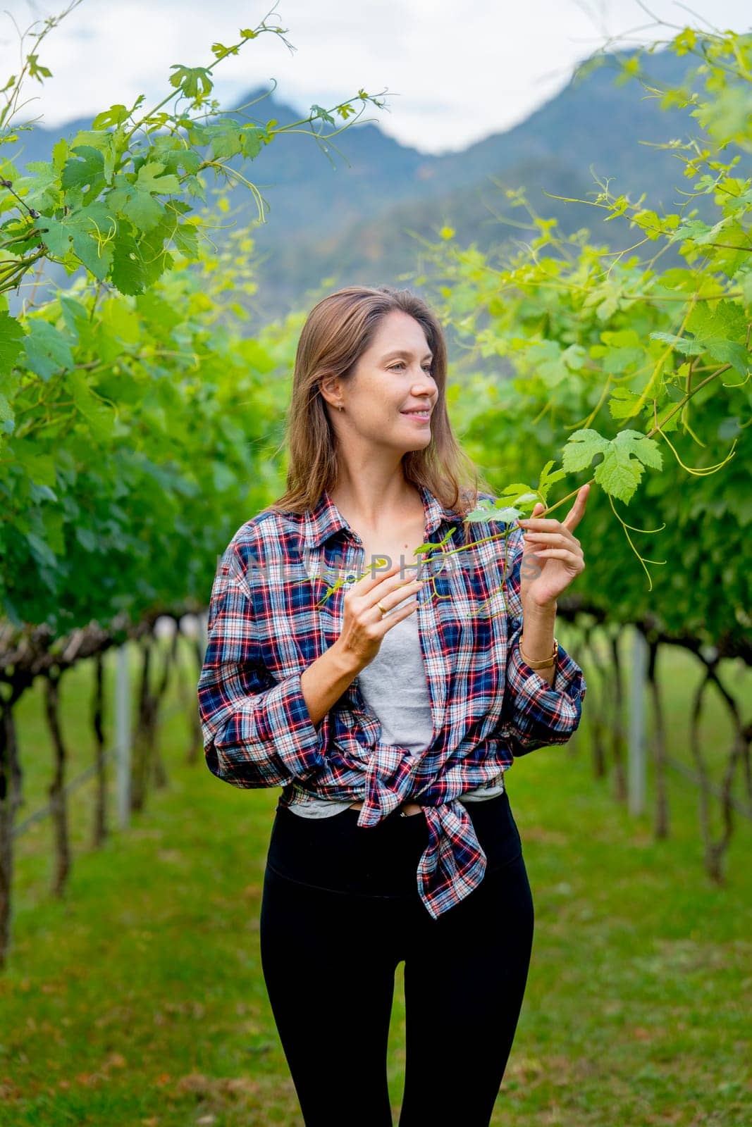 Vertical image of winery worker or farmer woman walk and check grape vine in the yard or field with day light and she look happy during working.