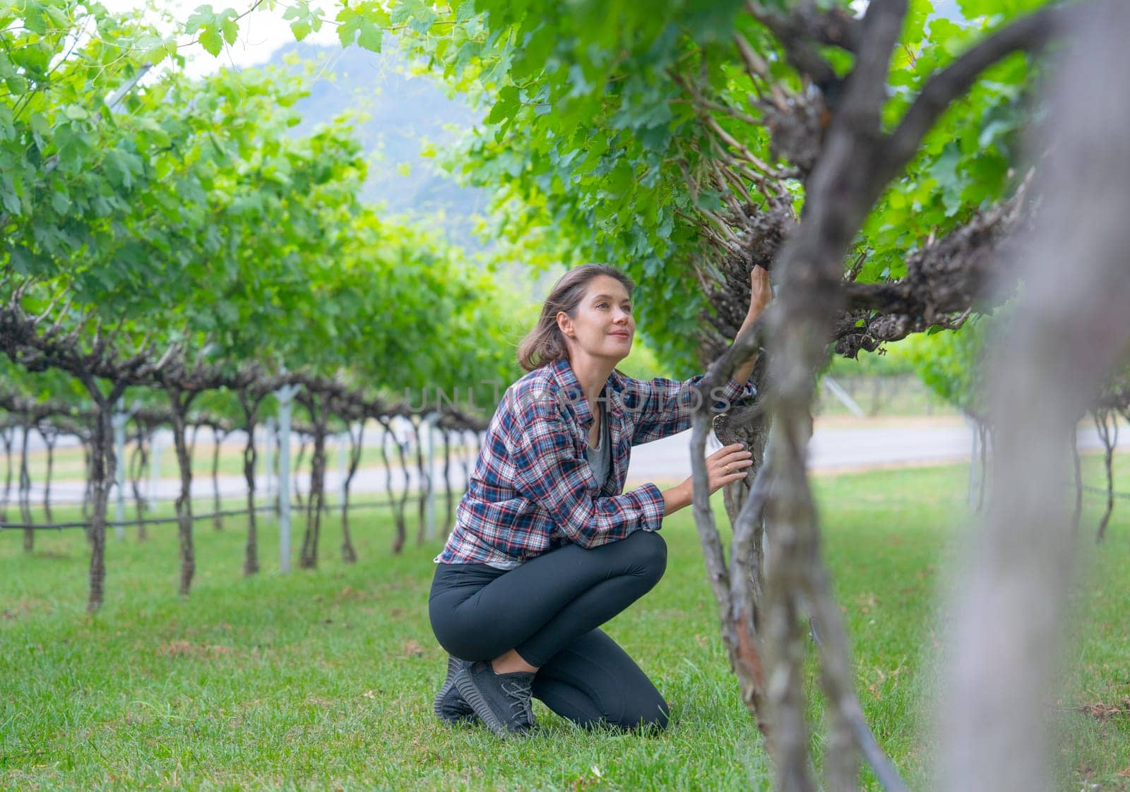 Winery worker or farmer woman sit and check grape vine in the yard or field with day light and she look happy during working.