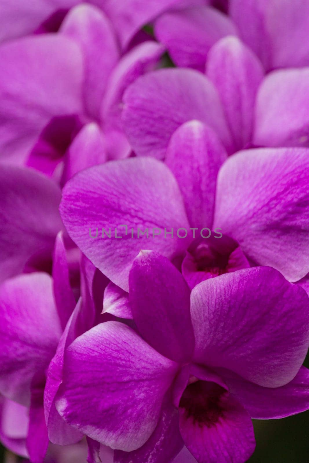 Set of macro images of purple orchids
