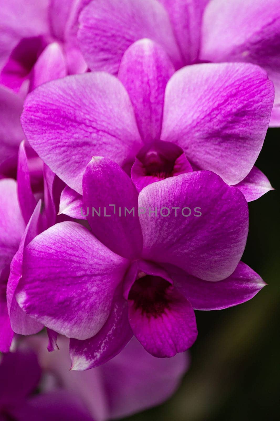 Set of macro images of purple orchids