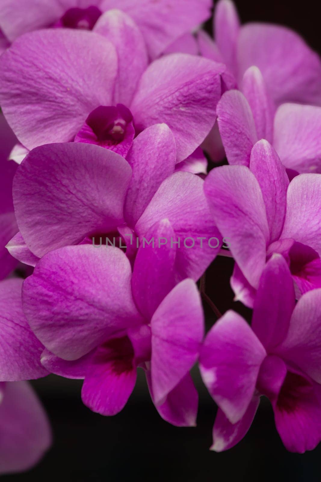 Set of macro images of purple orchids