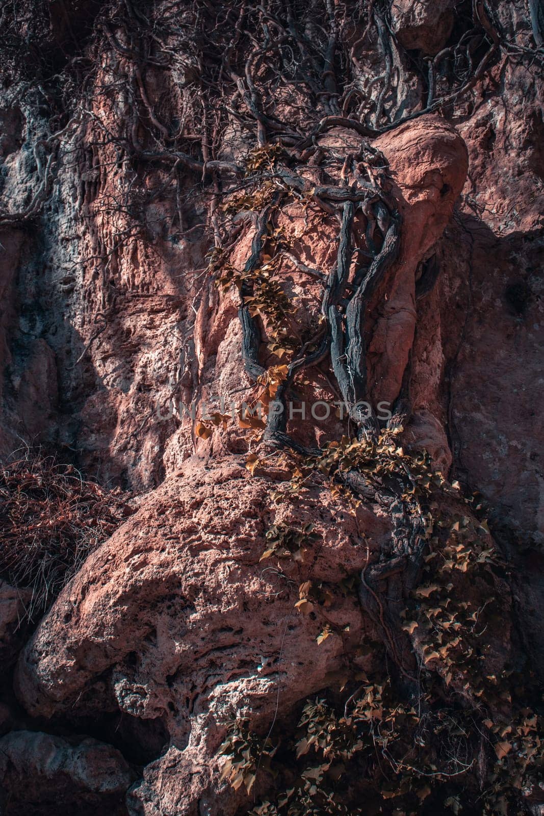 Climbing ivy plant on rocky cliff photo. Natural park of Sant Miquel del Fai. Sandstone wall covered with growing vines photography. High quality picture for wallpaper, travel blog.