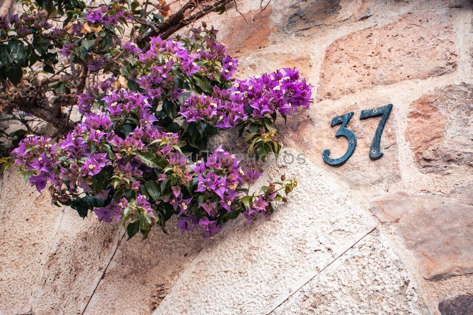 Violet flowers and gray house in Catalonia, Spain. Street sign number 37 on old textured wall. Blooming Bougainvillea by _Nataly_Nati_