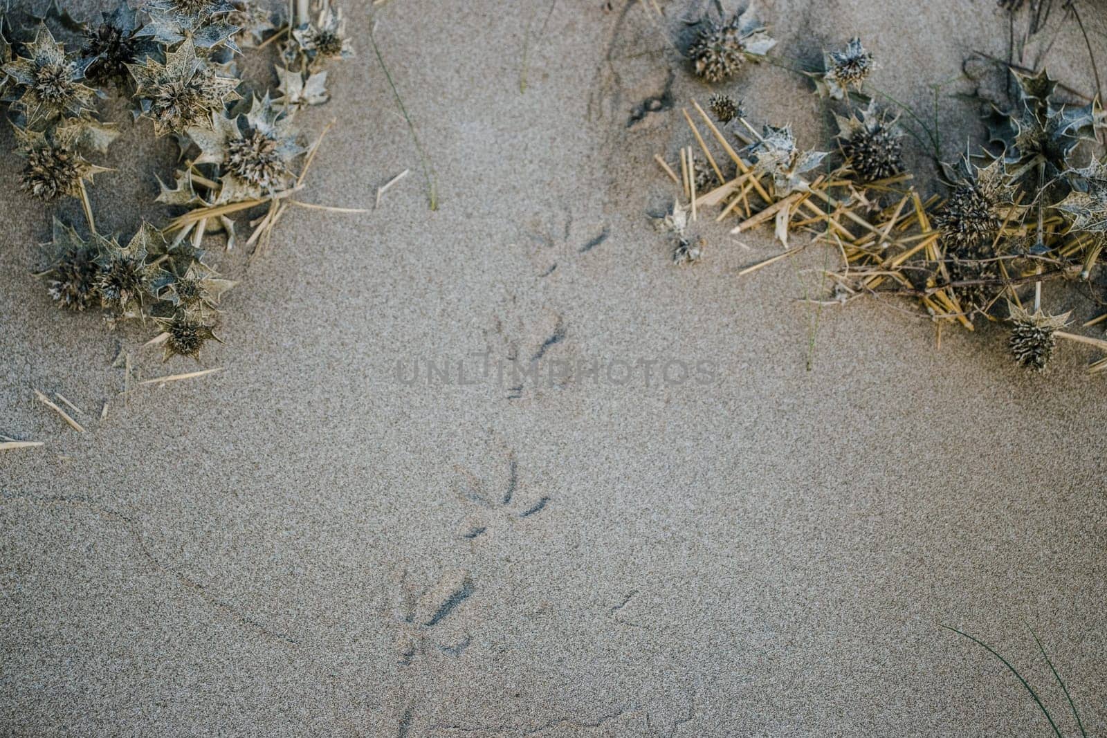 Several embossed imprints of paws of sea bird photo. Seagull prints on yellow grainy sand of beach in Catalonia. The view from the top, seaside plants. High quality picture for wallpaper