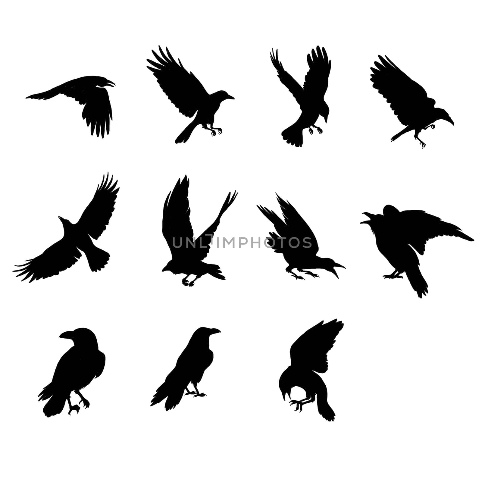 Crow, raven bird silhouettes set. Hand drawn illustration isolated on white by fireFLYart
