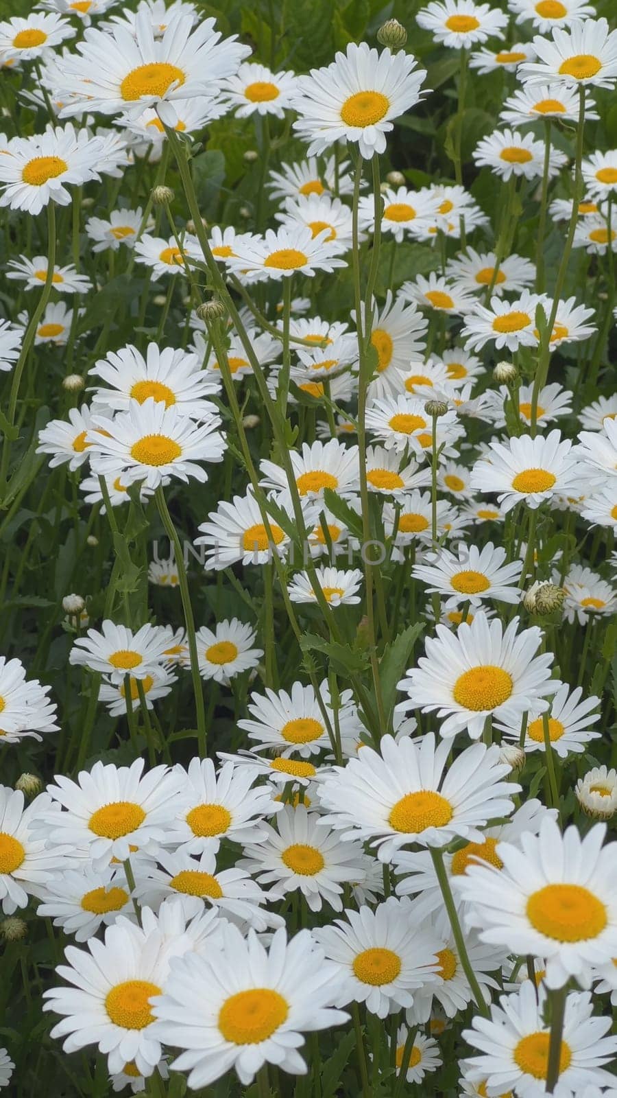 White daisies in the meadow on a summer day. by DovidPro