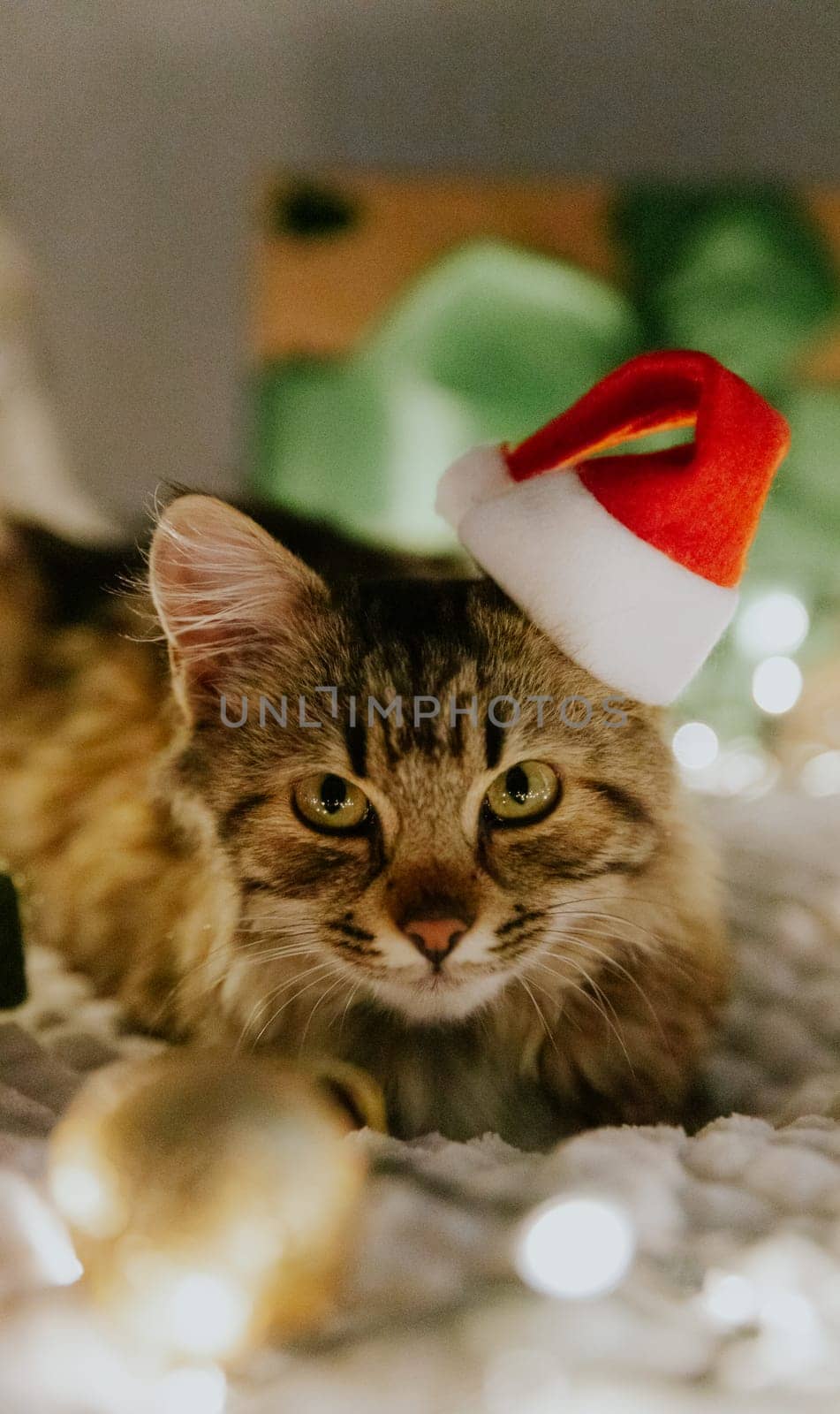 Portrait of one small brown fluffy kitten lying on the sofa at night with a Santa Claus hat on his head, burning garland, Christmas decor, looking at the camera in anticipation of the holiday, close-up side view.