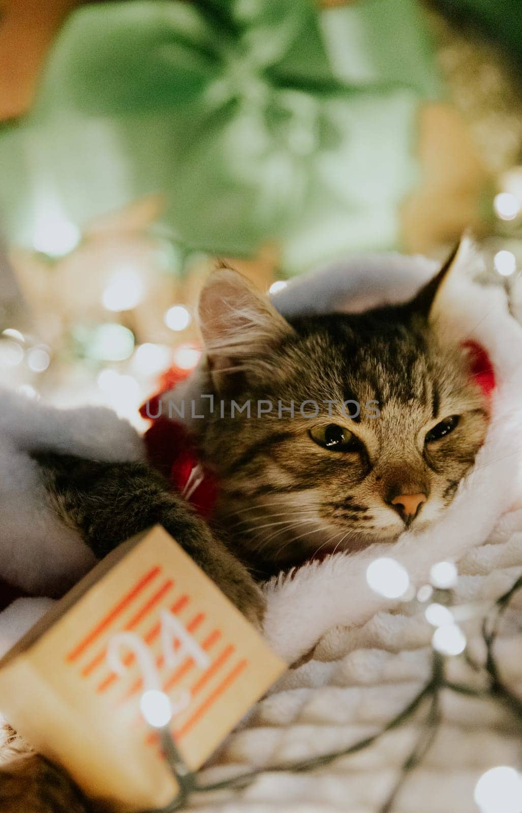 A portrait of one small brown fluffy kitten in a Santa Claus costume lies on the sofa at night in a burning garland with chocolate Christmas tree toys and holds an advent calendar box with the date 24 in its paws, looking to the side, close-up view from below.
