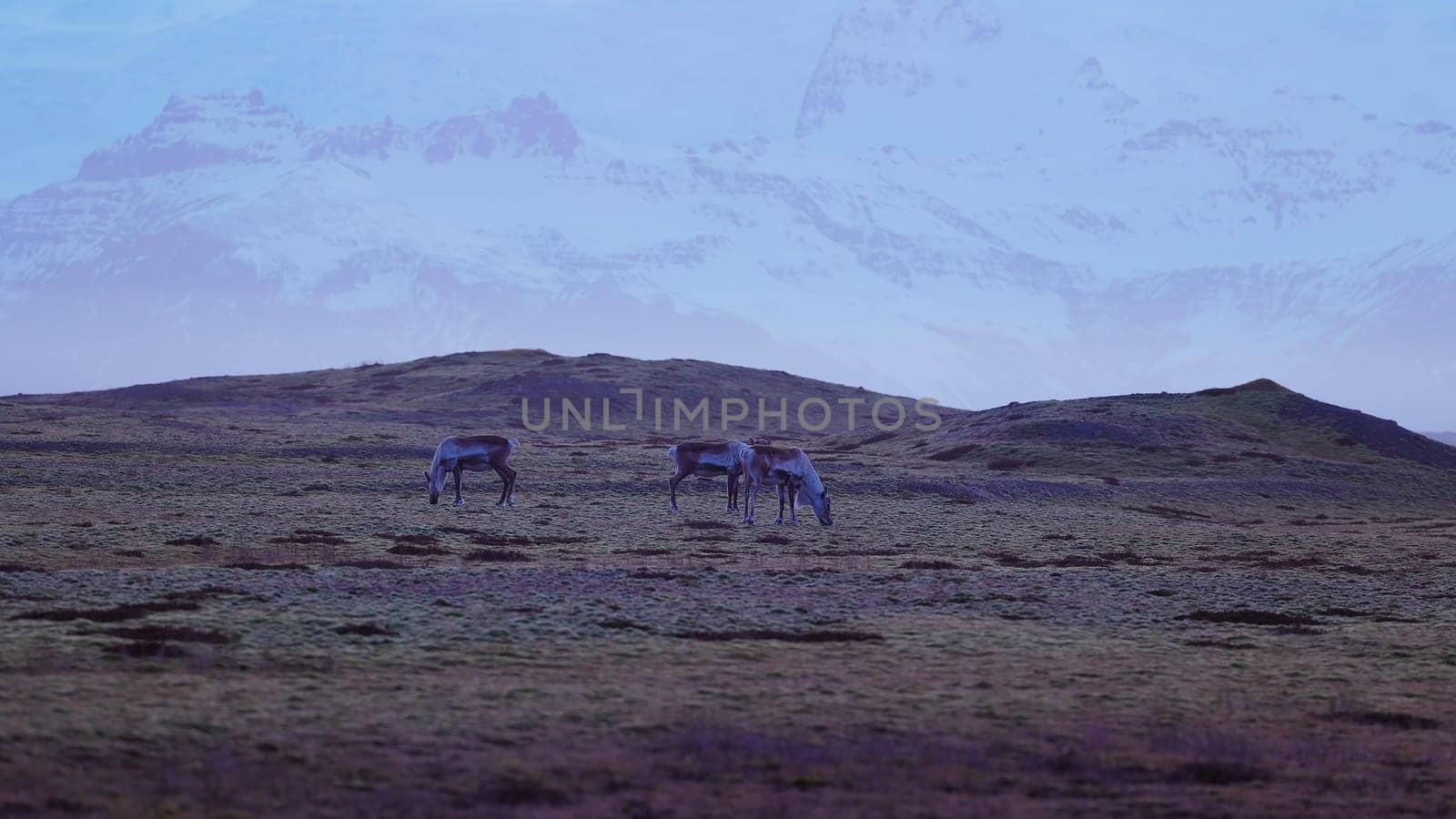 Icelandic animals on frozen fields by DCStudio