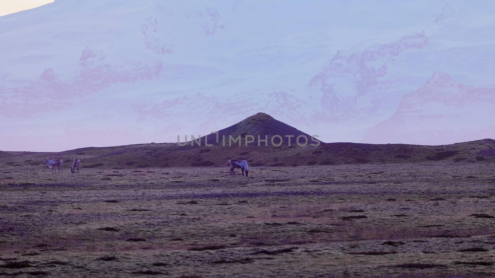 Animals walking around arctic fields with pink sky and snowy mountains on scandinavian landscapes. Beautiful mooses on roadside in iceland, nordic wildlife scenery. Handheld shot.