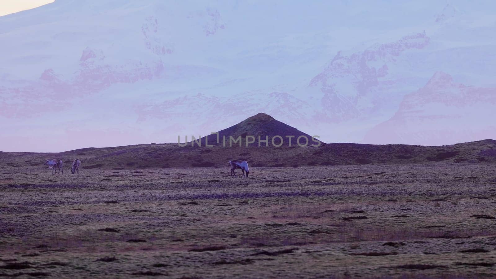 Animals walking around arctic fields by DCStudio