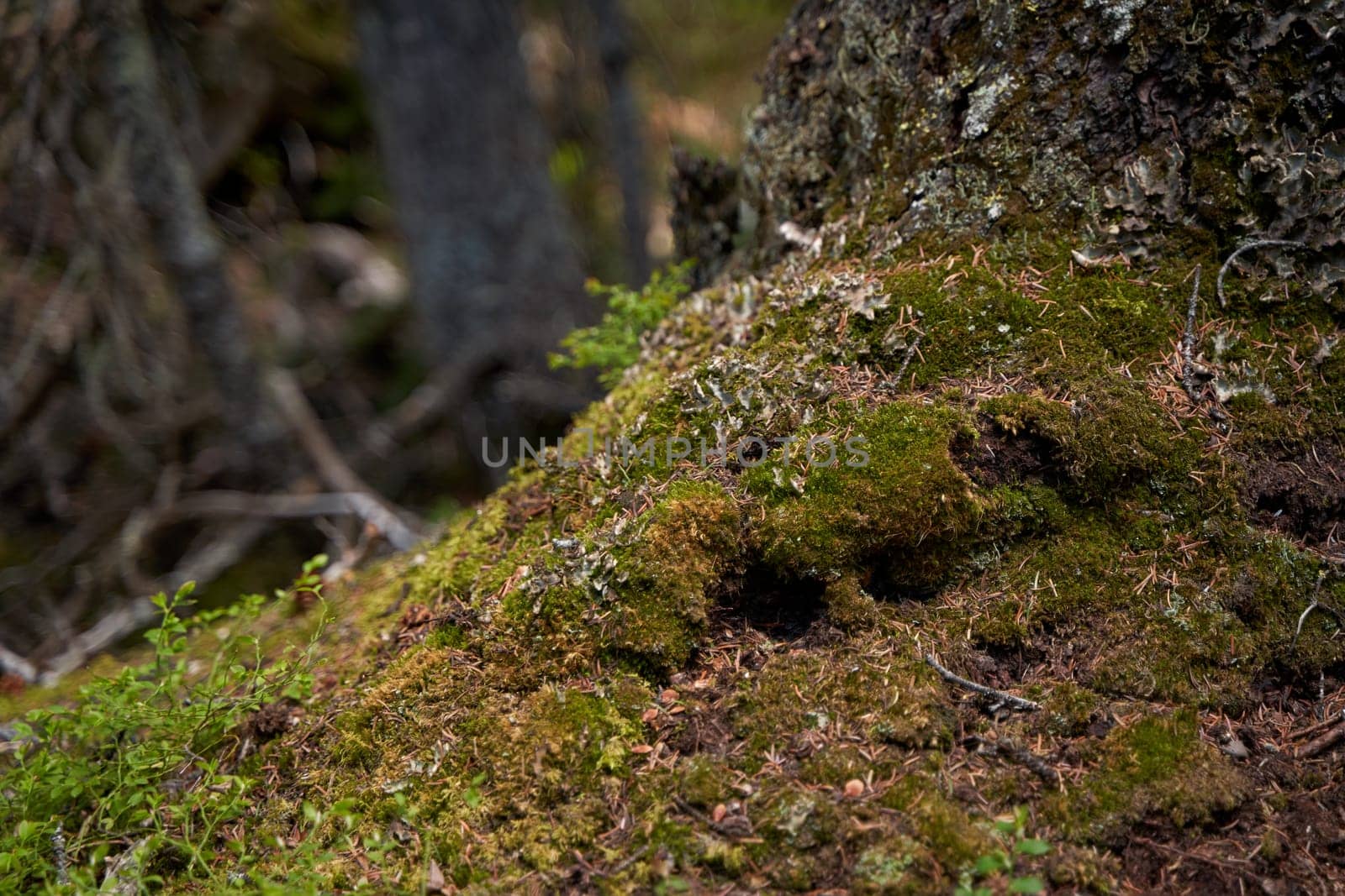 Close-up of details of moss growing on a rock in the mountains