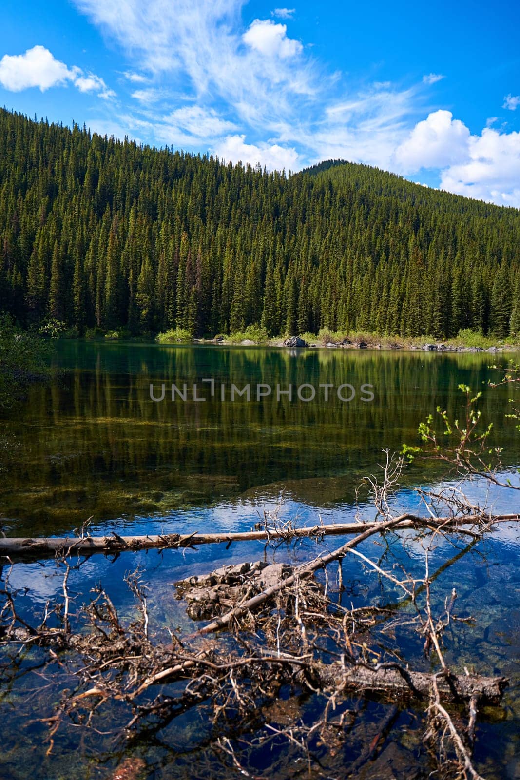 Incredibly beautiful transparent, emerald calm lake with reflection of rocky mountain on the Black Prince Cirque Trail. An old dry coniferous tree fell in a mountain forest on the shore of a lake. by Try_my_best