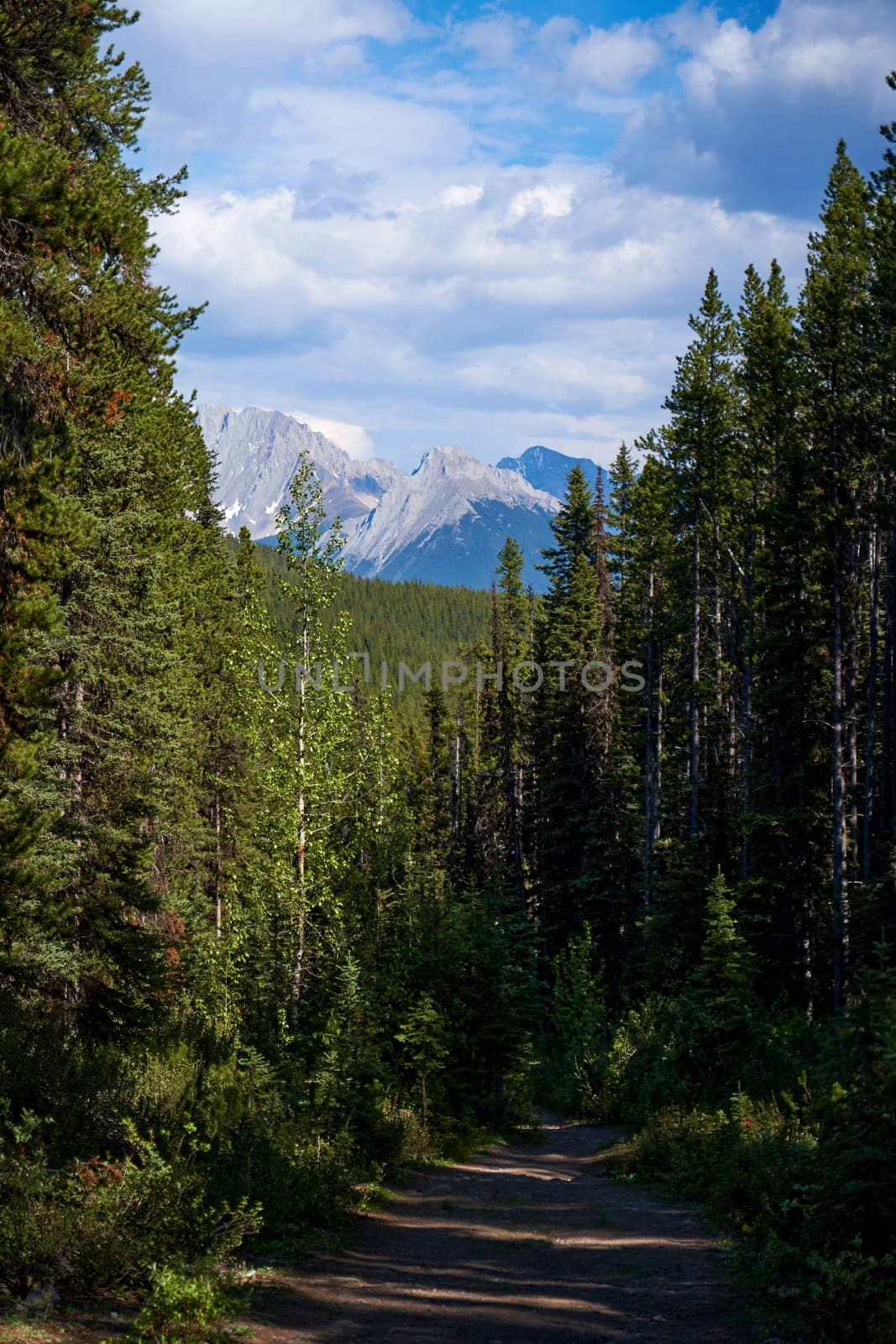 The rocky mountains of Alberta are surrounded by coniferous forests on a sunny summer day