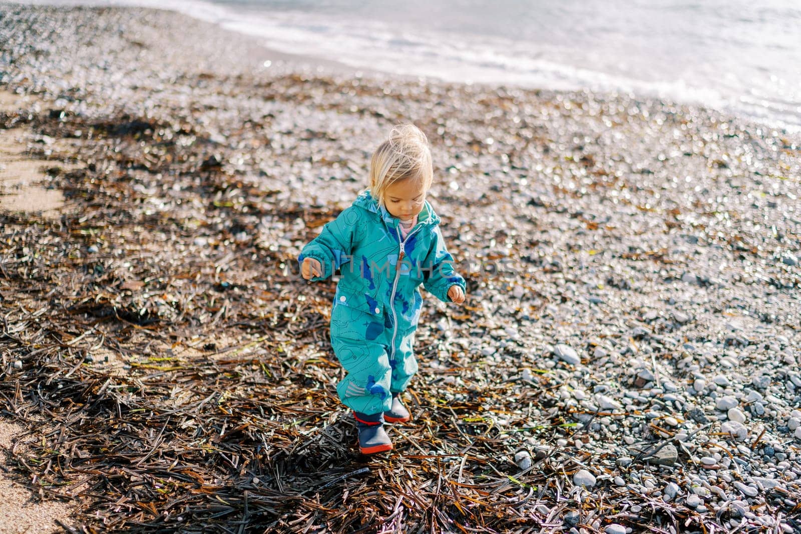 Little girl in overalls walks through the seaweed on the beach by the sea by Nadtochiy