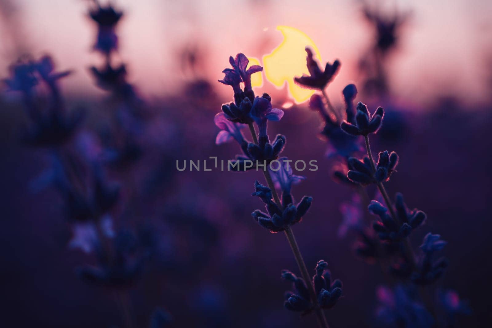 Lavender flower background with beautiful purple colors and bokeh lights. Blooming lavender in a field at sunset in Provence, France. Close up. Selective focus. by panophotograph