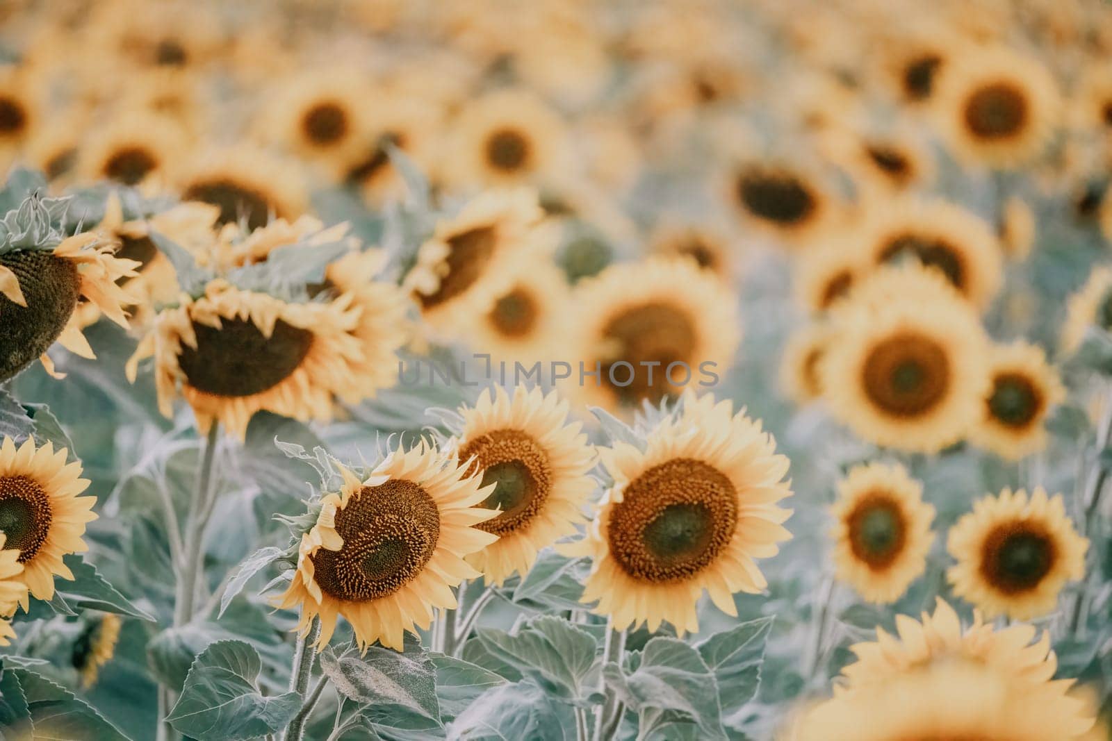 Bright Sunflower Flower: Close-up of a sunflower in full bloom, creating a natural abstract background. Summer time. Field of sunflowers in the warm light of the setting sun. Helianthus annuus. by panophotograph