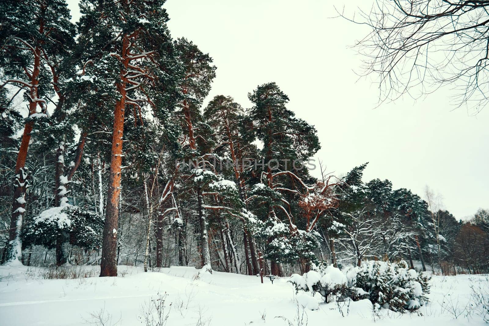 Winter pine forest covered with snow. Beautiful winter landscape with trees