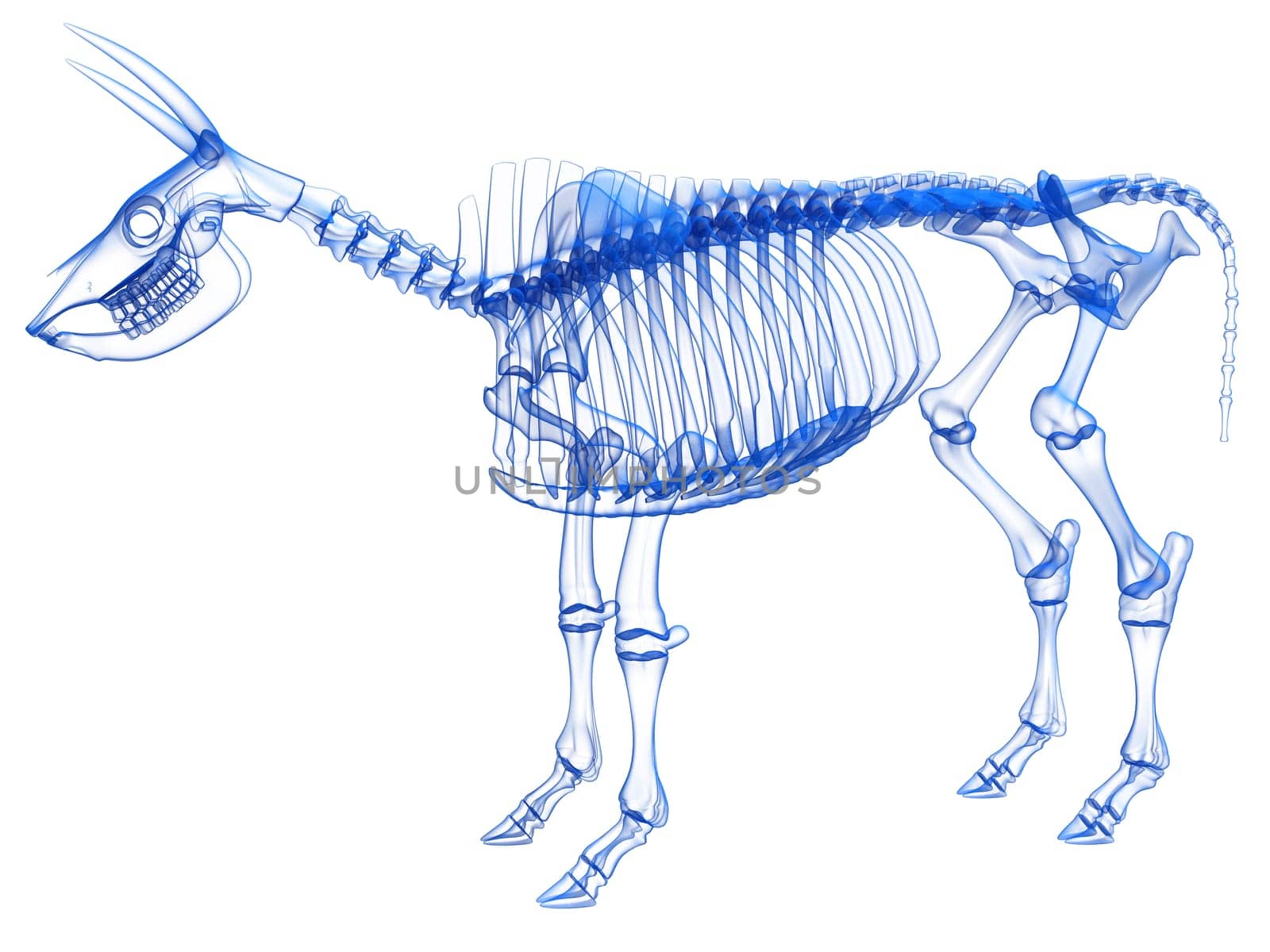 Cow Skeleton anatomy Transparent 3D rendering model