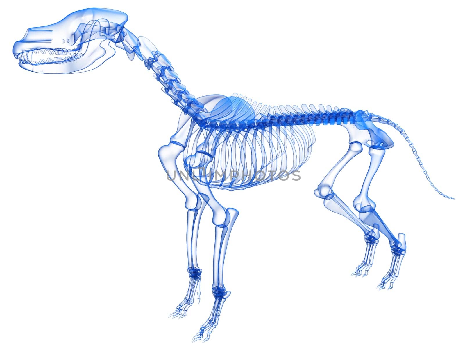 Dog Skeleton anatomy Transparent 3D rendering model