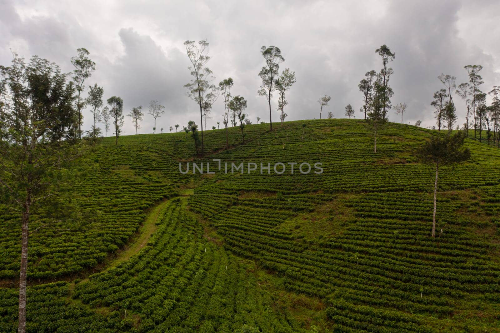 Aerial drone of Tea estate among the mountains. Tea plantations.