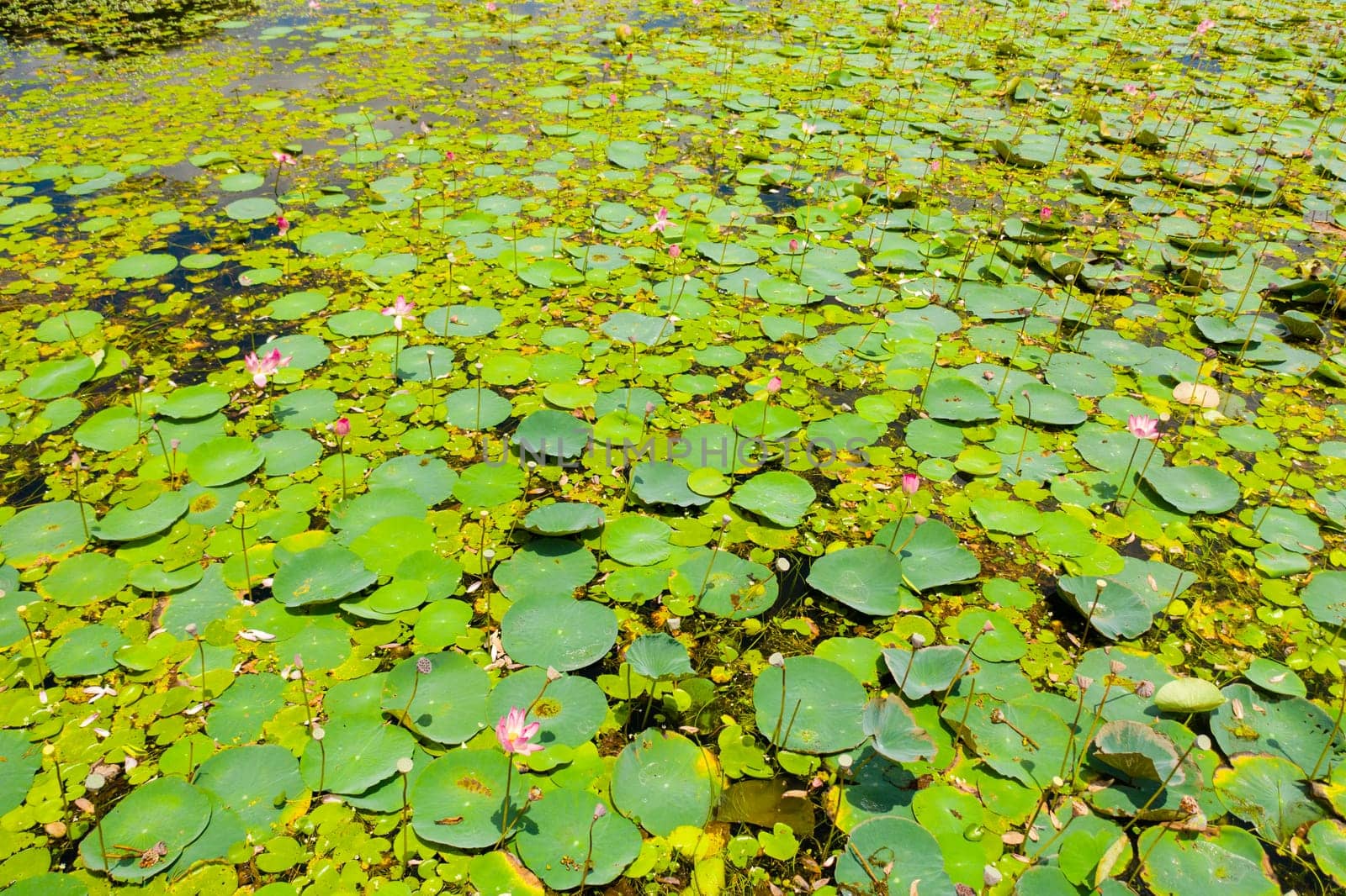 Top view of surface of the pond with blooming lotuses. Sri Lanka.