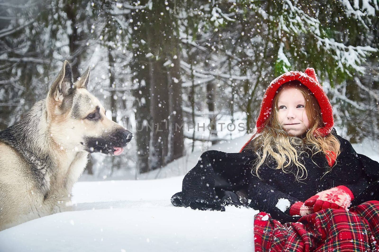 Cute little girl in red cap or hat and black coat with basket of green fir branches in snow forest and big dog shepherd as wolf on cold winter day. Fun and fairytale on photo shoot by keleny