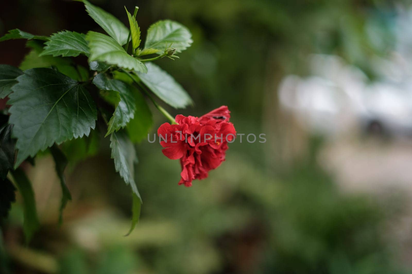 Red Flower Blooms Among Green