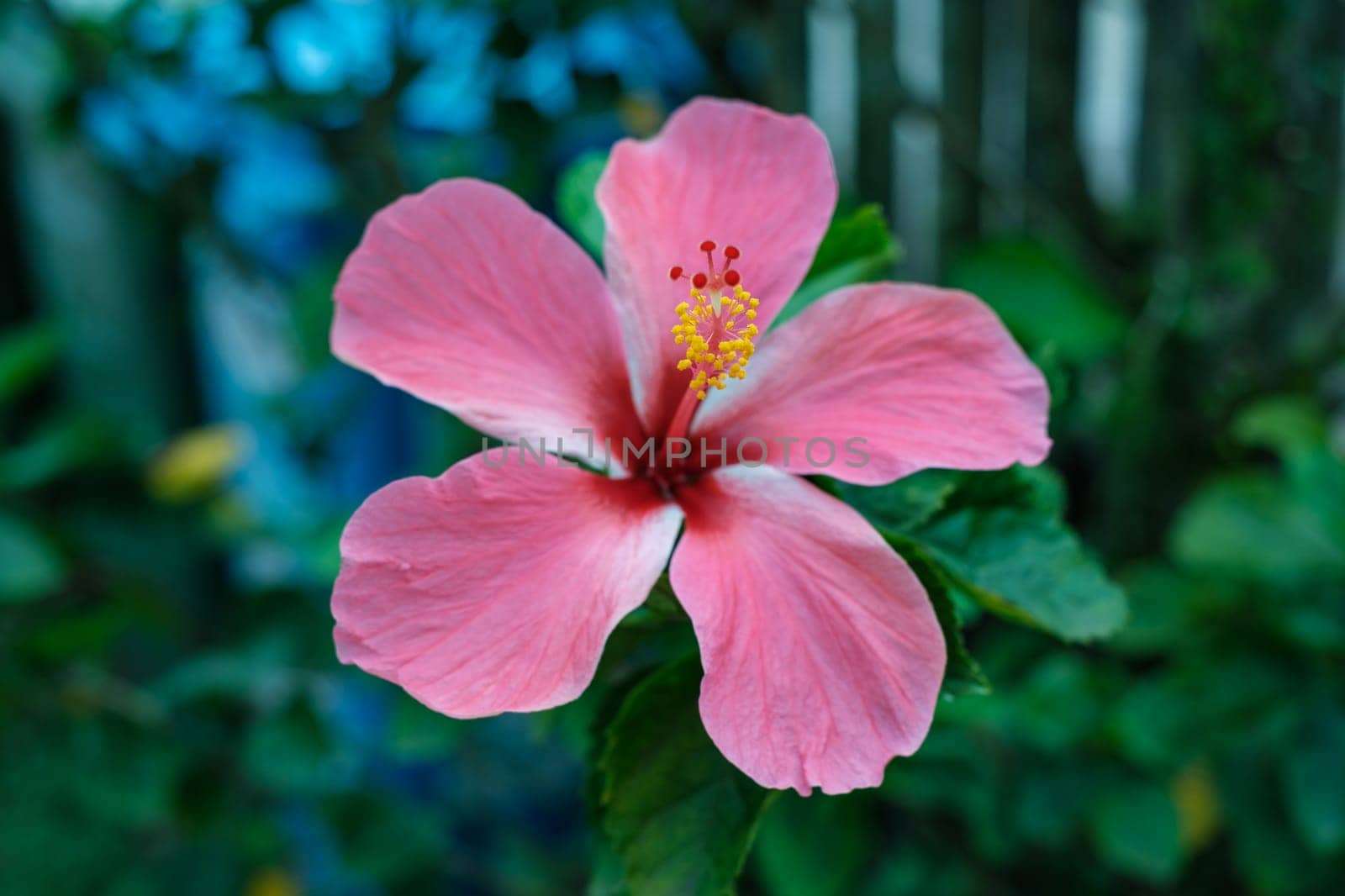 Pink Flower in Full Bloom