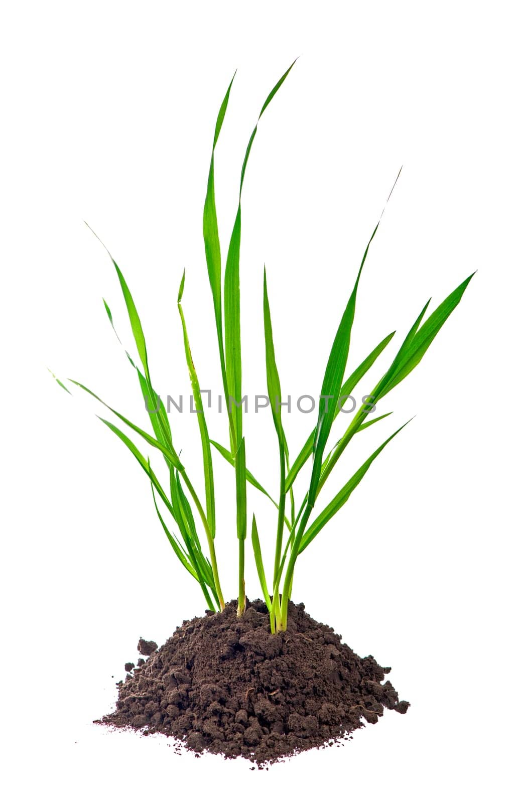 Young wheat plant with soil against a white background