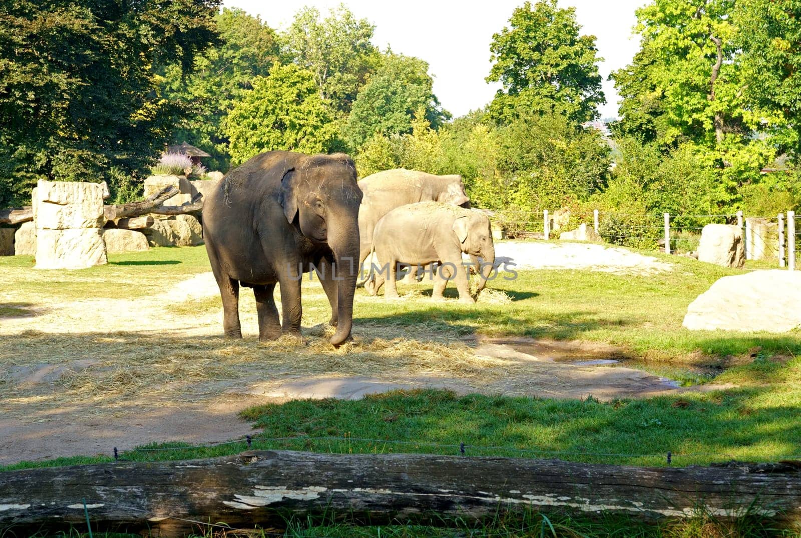 PRAGUE, CZECH REPUBLIC - 2023: Elephants. Prague Zoo is one of the best zoos in the world. Elephants eat hay by aprilphoto