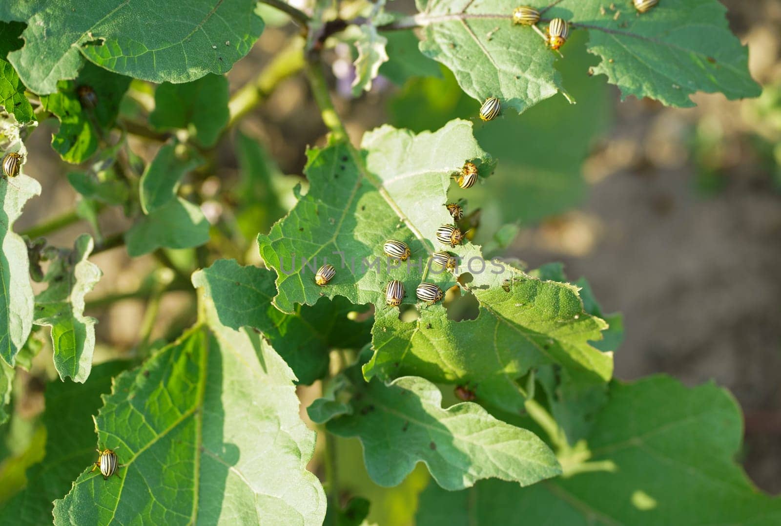 Potato or Colorado beetle on eggplant. This insect can damage the leaves and fruits of eggplant.